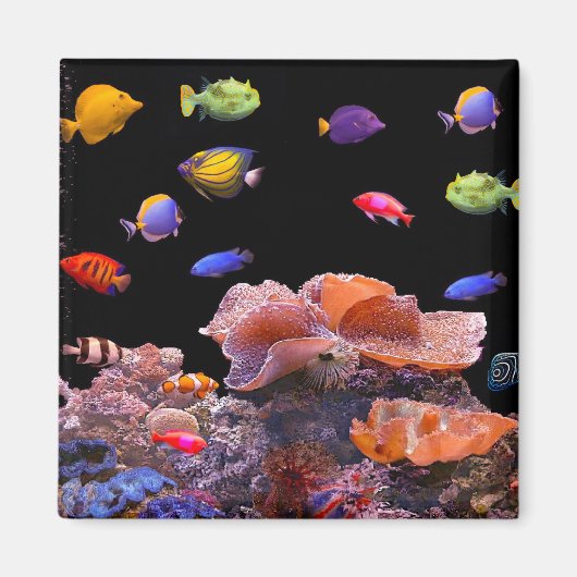 Tropisches Fischbild für Square-Magnet Magnet (Vorne)