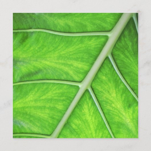 Tropisches grünes Blatt-Foto-moderne Menükarte (Rückseite)