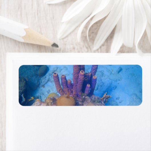 Tropisches Korallenriff (Insitu)