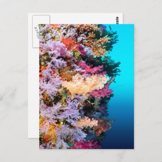 Tropisches Korallenriff Postkarte (Vorne/Hinten)