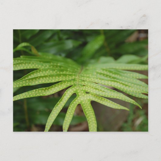Tropisches Leaf Postkarte (Vorderseite)
