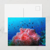 Tropisches Meeresleben Rosa Kronenkoralle Postkarte (Vorne/Hinten)