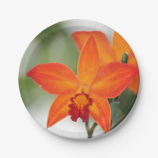 Tropisches Orange Orchid Papier Pappteller (Vorderseite)