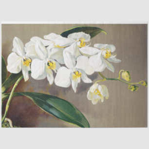 Tropisches Orchid-Blume Blumenzwirn Seidenpapier