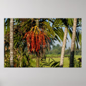 Tropisches Palm Frucht Insel Landschaftsposter Dru Poster (Vorne)