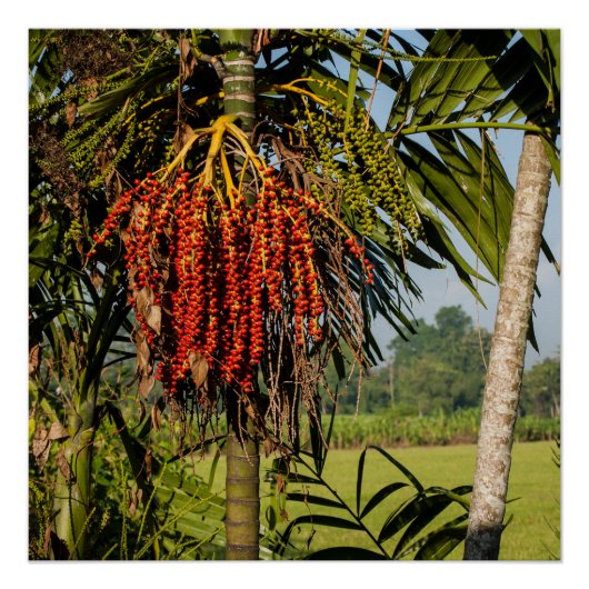 Tropisches Palmfrüchte Bali Square Kunstposter Poster (Vorderseite)