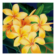 Tropisches Paradies Plumeria Hawaiian