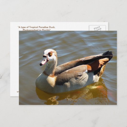 Tropisches Paradies Postkarte (Vorne/Hinten)