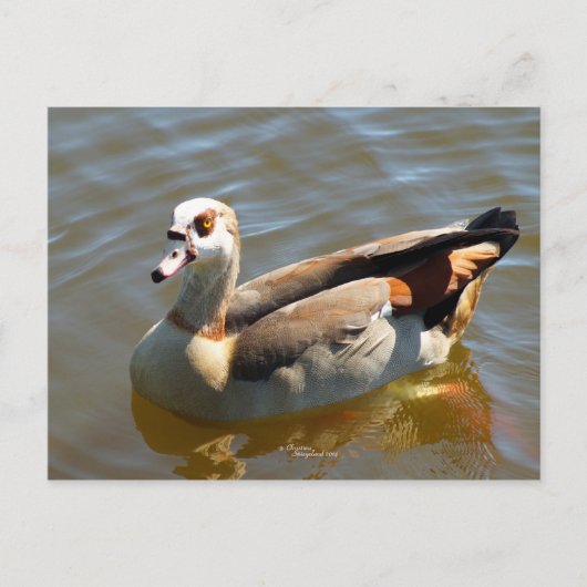 Tropisches Paradies Postkarte (Vorderseite)