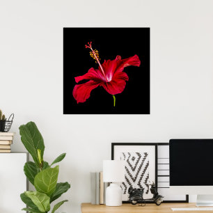 Tropisches Paradies Rote Hibiskusblüte & Schwarz Poster