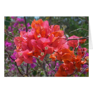 Tropisches Pink Bougainvillea Insel Floral