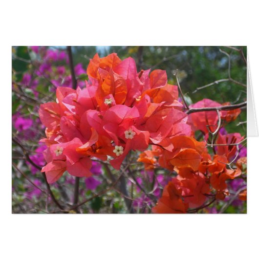 Tropisches Pink Bougainvillea Insel Floral (Vorderseite (Horizontal))