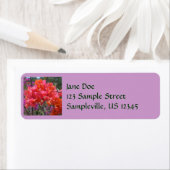 Tropisches Pink Bougainvillea Insel Floral (Insitu)