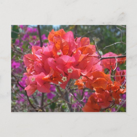 Tropisches Pink Bougainvillea Insel Floral Postkarte (Vorderseite)