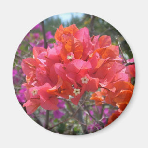 Tropisches Pink Bougainvillea Magnet