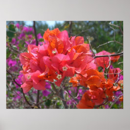 Tropisches Pink Bougainvillea Poster