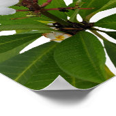 Tropisches Plumeria Foto Poster (Ecke)