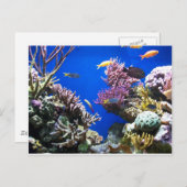 Tropisches Riff Postkarte (Vorne/Hinten)