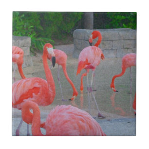 Tropisches rosa Florida-Flamingo-Aquarell Fliese