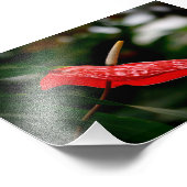 Tropisches Rotes Anthurium Laceleaf Tailflower Fotodruck (Ecke)