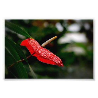 Tropisches Rotes Anthurium Laceleaf Tailflower Fotodruck
