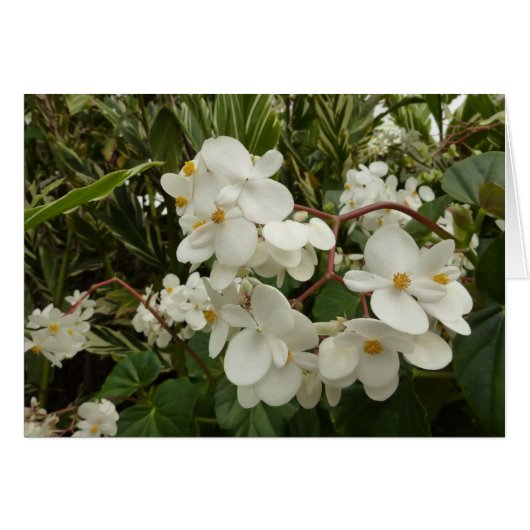 Tropisches Weißes Begonia Floral (Vorderseite (Horizontal))