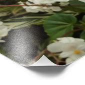 Tropisches Weißes Begonia Floral Fotodruck (Ecke)
