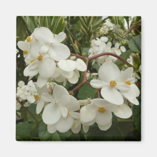Tropisches Weißes Begonia Floral Magnet
