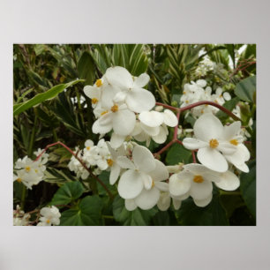 Tropisches Weißes Begonia Floral Poster