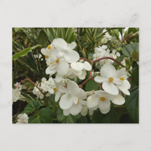 Tropisches Weißes Begonia Floral Postkarte