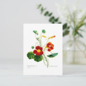 Tropoeolum majus(nasturtium) postkarte (Stehend Vorderseite)