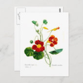 Tropoeolum majus(nasturtium) postkarte (Vorne/Hinten)