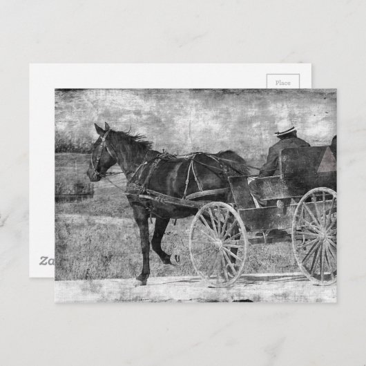 Trot Amish Pferd in Schwarz und Weiß Postkarte (Vorne/Hinten)