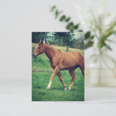 Trot, Schottland Postkarte (Stehend Vorderseite)