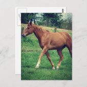 Trot, Schottland Postkarte (Vorne/Hinten)