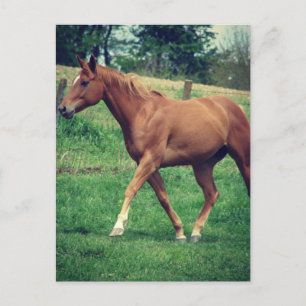 Trot, Schottland Postkarte