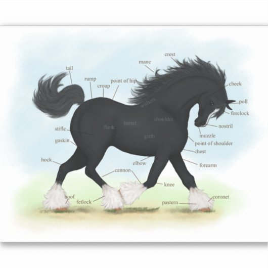 Trotting Shire Draft Pferde Equine Anatomy Chart S Aufkleber (Vorderseite)