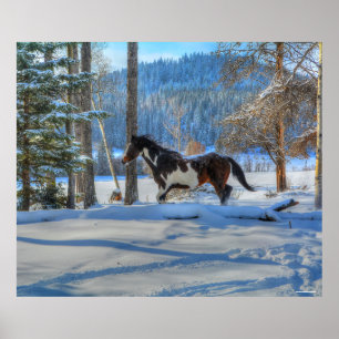 Trottoire Pinto Paint Stallion & Winter Snows Poster