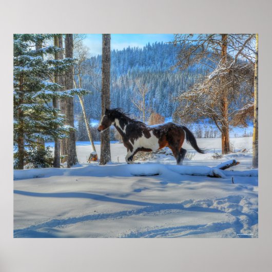 Trottoire Pinto Paint Stallion & Winter Snows Poster (Vorne)