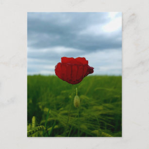 Trotz allem rot – Mohnblume im Grünen Postkarte