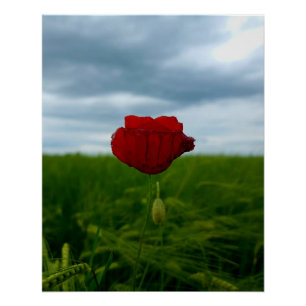 Trotz allem rot – Mohnblume zwischen Wiese und Him Poster