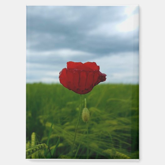 Trotz allem rot – Rote Mohnblume Magnet (Vorderseite)