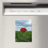Trotz allem rot – Rote Mohnblume Magnet (In Situ (Geschirrspüler))