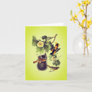 Troupial Oriole Audubon Birds Note Card Karte