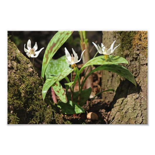 Trout Lilie Foto Print (Vorne)