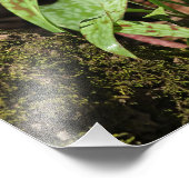 Trout Lilie Foto Print (Ecke)