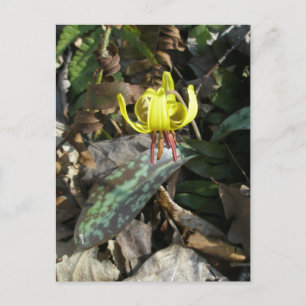 Trout-Lilie Wildblume - Erythronium americanum Postkarte