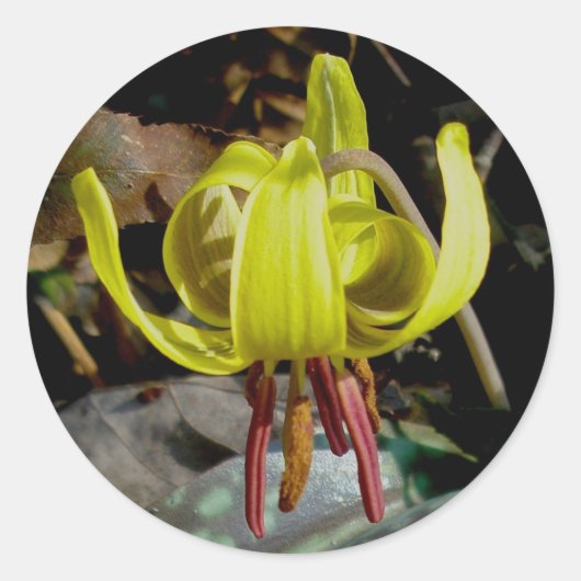 Trout Lily #1 Stickers (Vorderseite)