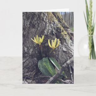 Trout Lily - Blank Card Karte