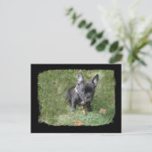 Trudy the French Bulldog Postkarte (Stehend Vorderseite)